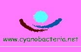 Cyanobakterie